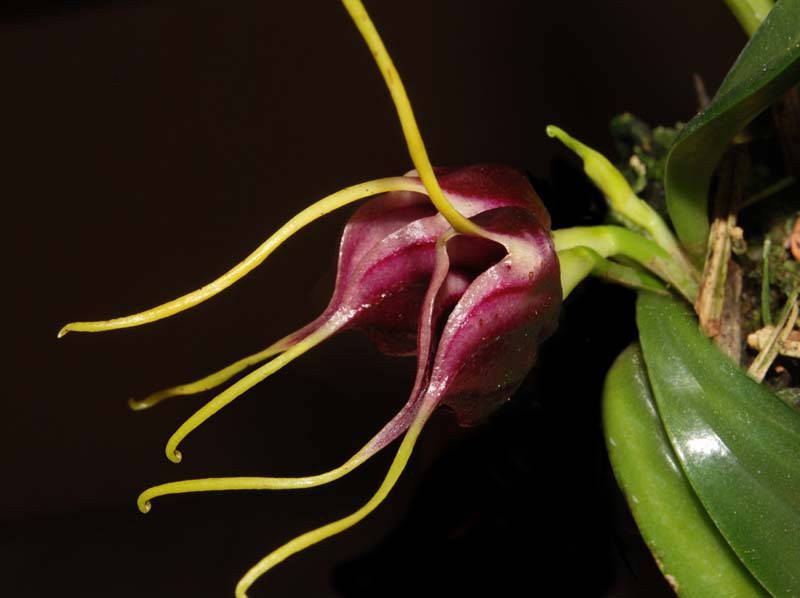 Masdevallia_discoidea_ws_cd