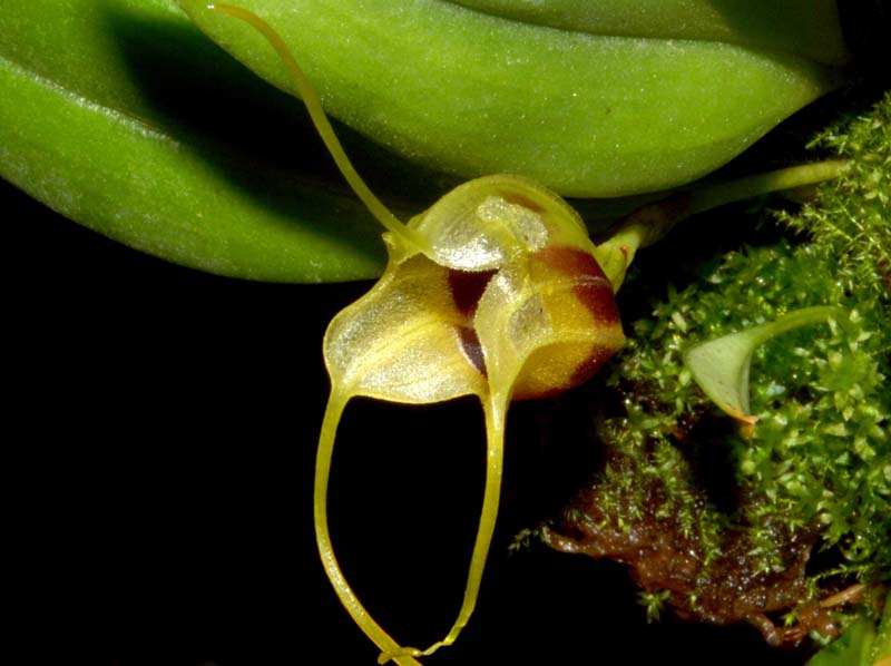 Masdevallia_eurynogaster_ws_cd