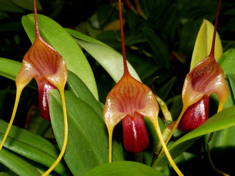 Masdevallia_filaria_ws_cd