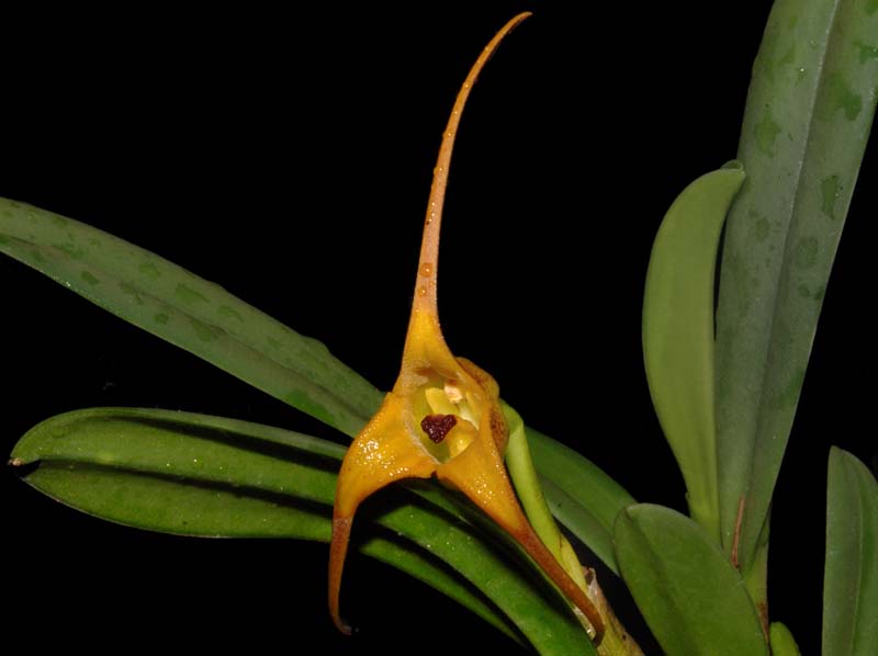 Masdevallia_fractiflexa_ws_cd