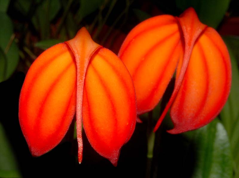 Masdevallia_ignea2_ws_cd