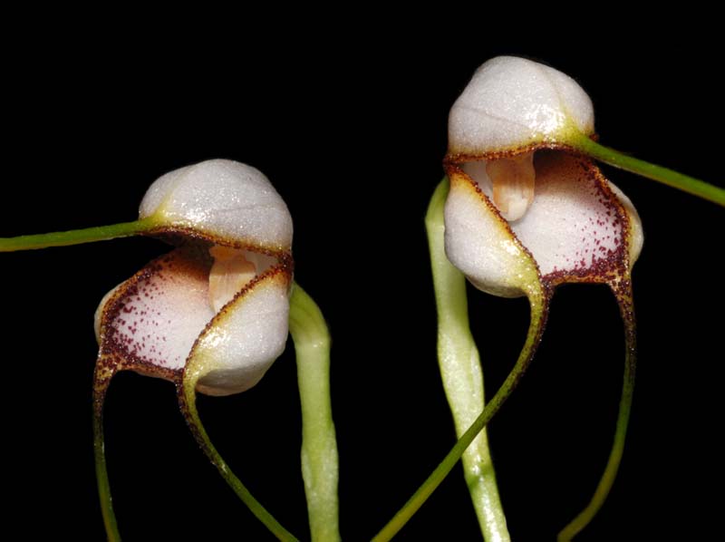 Masdevallia_popowiana_yellow_ws_cd
