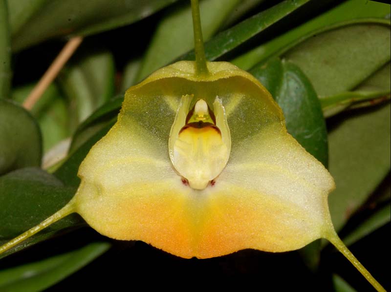 Masdevallia_sanctae-inesae_ws_cd