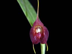Masdevallia teaguei_EG_cd