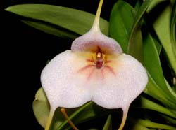 Masdevallia_amoena_ws_cd