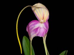 Masdevallia_antonii_WS_cd