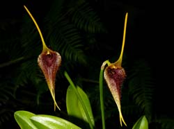 Masdevallia_benettii_ws_cd