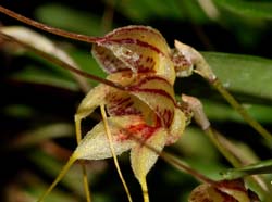 Masdevallia_bucculenta_ws_cd