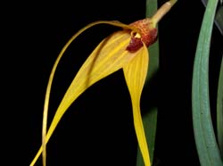 Masdevallia_caesia_ws_cd