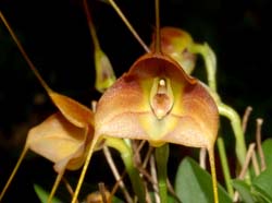 Masdevallia_calocalix_ws_cd