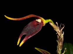 Masdevallia_carnosa_WS_cd