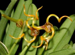Masdevallia_caudivolvula_ws_cd