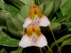 Masdevallia_cylix_ws_cd
