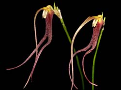 Masdevallia_don-quijote_ws_cd