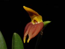 Masdevallia_draconis_ws_cd