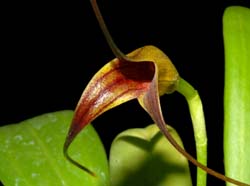 Masdevallia_ensata_ws_cd