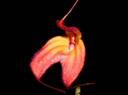 Masdevallia_eumeliae_ws_cd