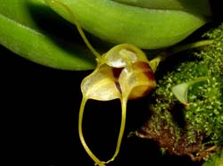 Masdevallia_eurynogaster_ws_cd
