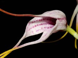 Masdevallia_figueroae_ws_cd