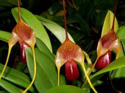 Masdevallia_filaria_ws_cd