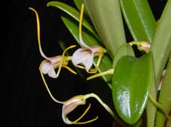 Masdevallia_fonsecae_ws_cd