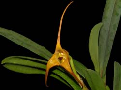 Masdevallia_fractiflexa_ws_cd