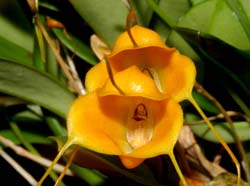 Masdevallia_glomerosa_ws_cd