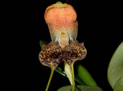 Masdevallia_harlequina_ws_cd