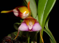 Masdevallia_hartmanii_ws_cd