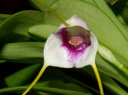 Masdevallia_ionocharis_ws_cd