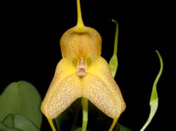 Masdevallia_josei_ws_cd