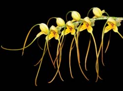 Masdevallia_lehmannii_IP_cd