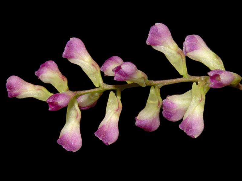 Neokoehleria_corydaloides_ws_cd