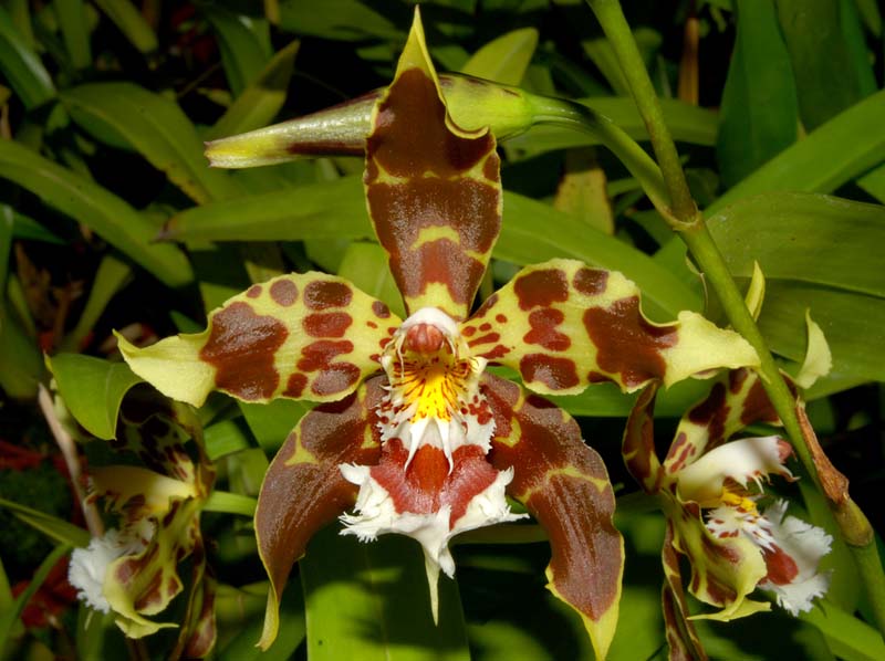 Odontoglossum_hallii_elegans_ws_cd
