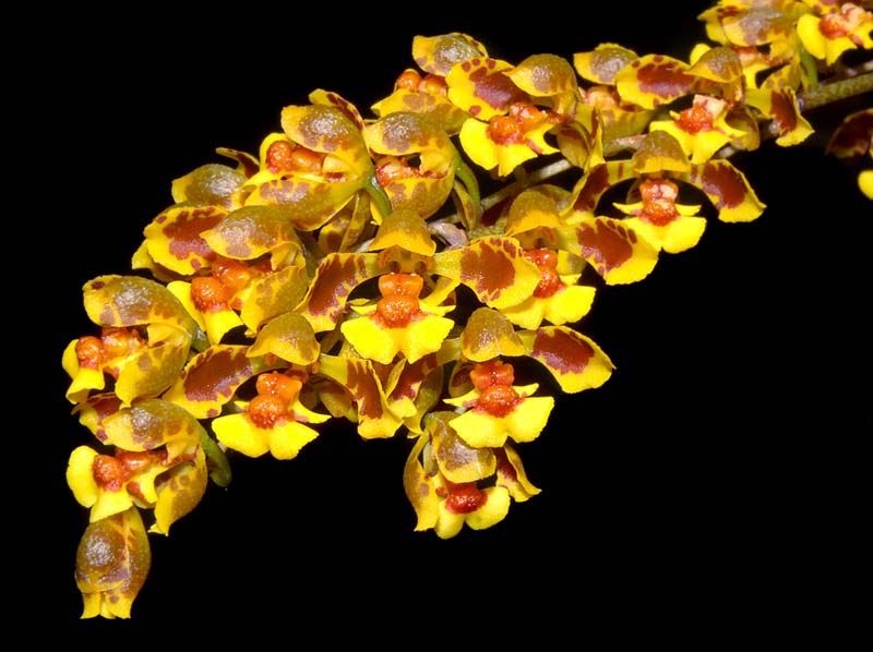 Oncidium_gutfreundianum_ws_cd