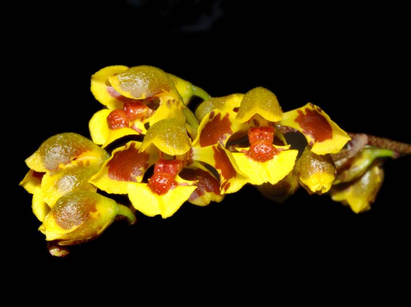 Oncidium_truncatum_ws_cd