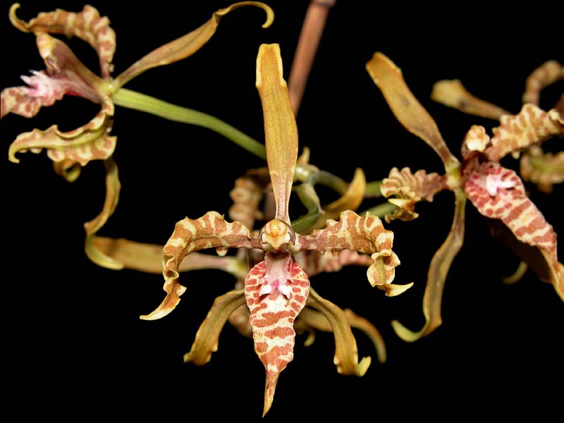 odontoglossum_angustatum_cd