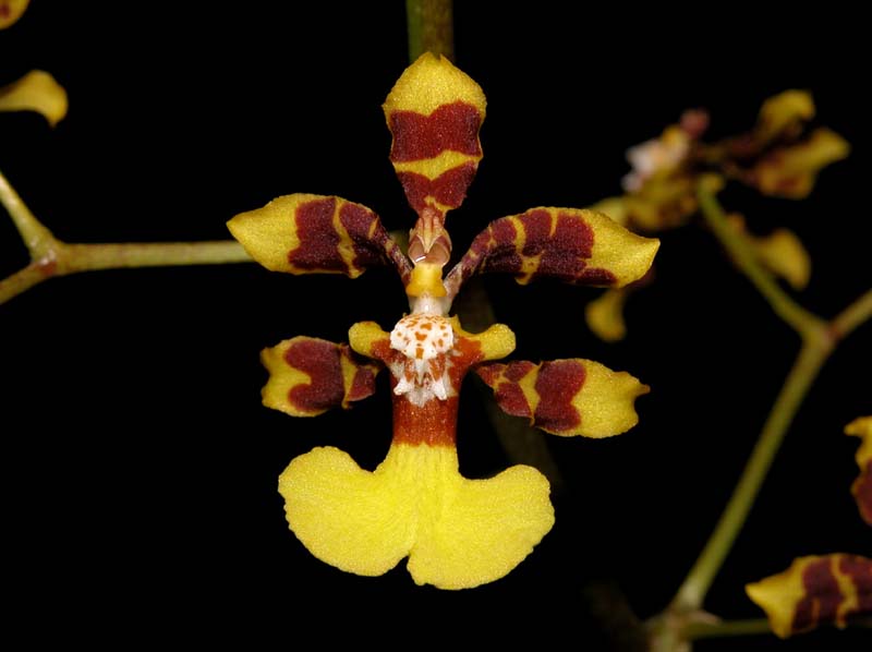 oncidium_tipuloides_cd
