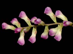 Neokoehleria_corydaloides_ws_cd