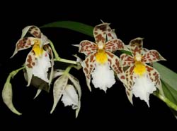 Odontoglossum_blandum_ws_cd