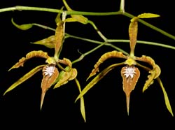 Odontoglossum_claviceps_ws_cd