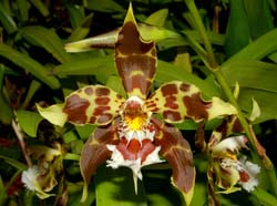 Odontoglossum_hallii_elegans_ws_cd