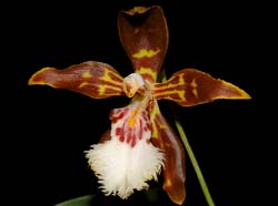 Odontoglossum_nevadense_ws_cd