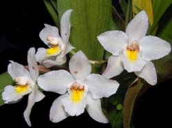 Odontoglossum_nobile2_ws_cd