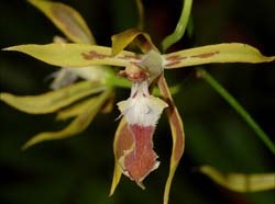 Odontoglossum_portillae_ws_cd