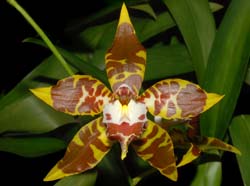 Odontoglossum_spectatissimum_ws_cd