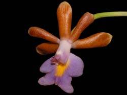 Oerstedella_pinnifera_WS_cd