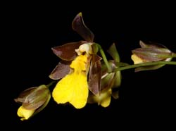 Oncidium endocharis