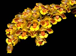 Oncidium_gutfreundianum_ws_cd