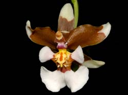Oncidium_ochmatochilum_ws_cd